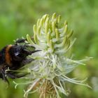 Hummel und Ährige Teufelskralle