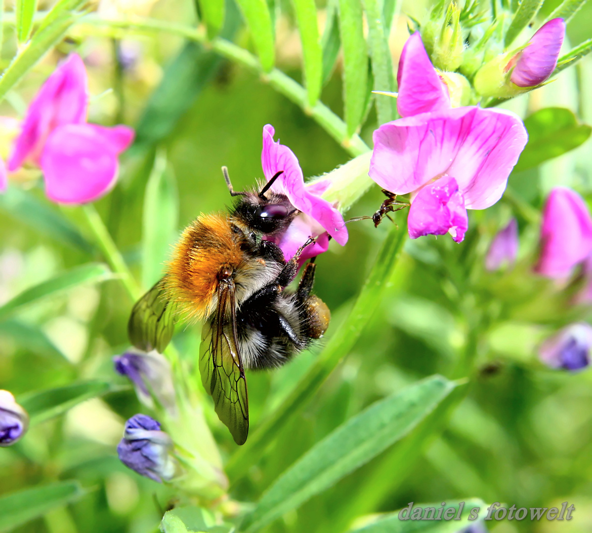 Hummel und Ameise 