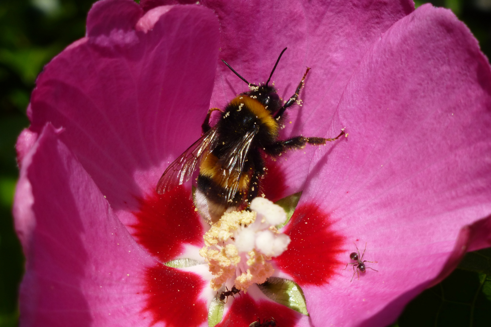 Hummel und Ameisen friedlichzusammen