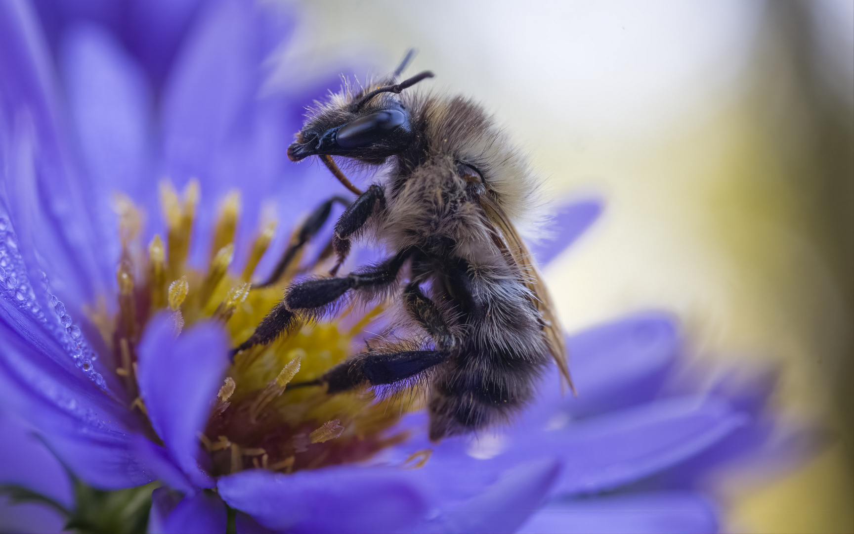 Hummel und Aster