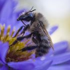 Hummel und Aster