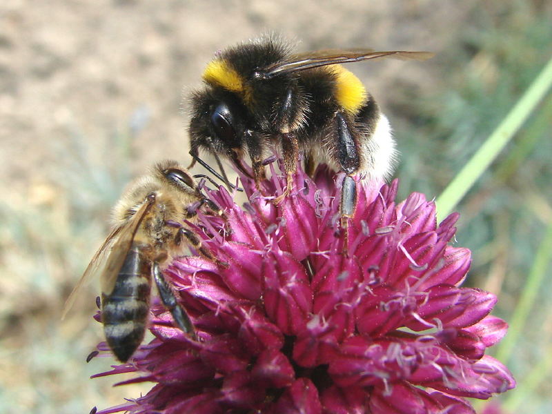 Hummel und Biene