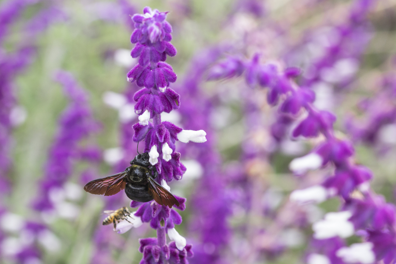 Hummel und Biene