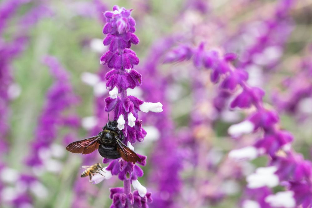 Hummel und Biene