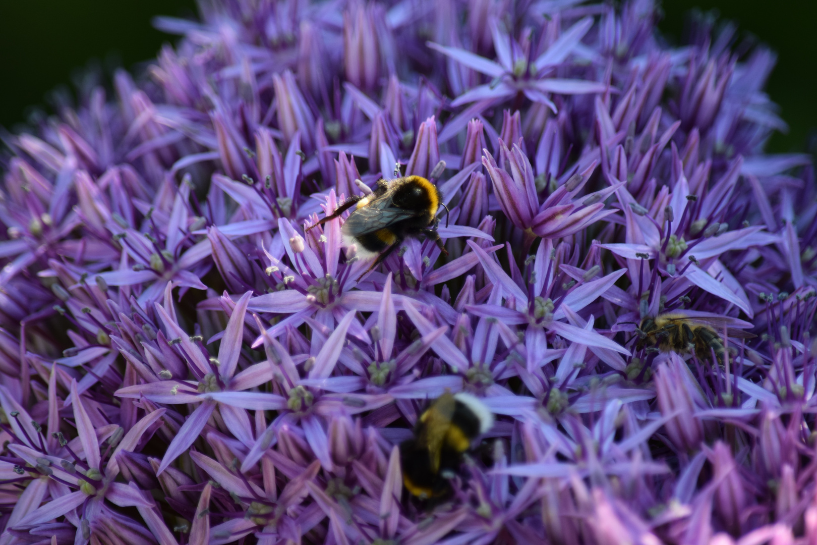 Hummel und Biene