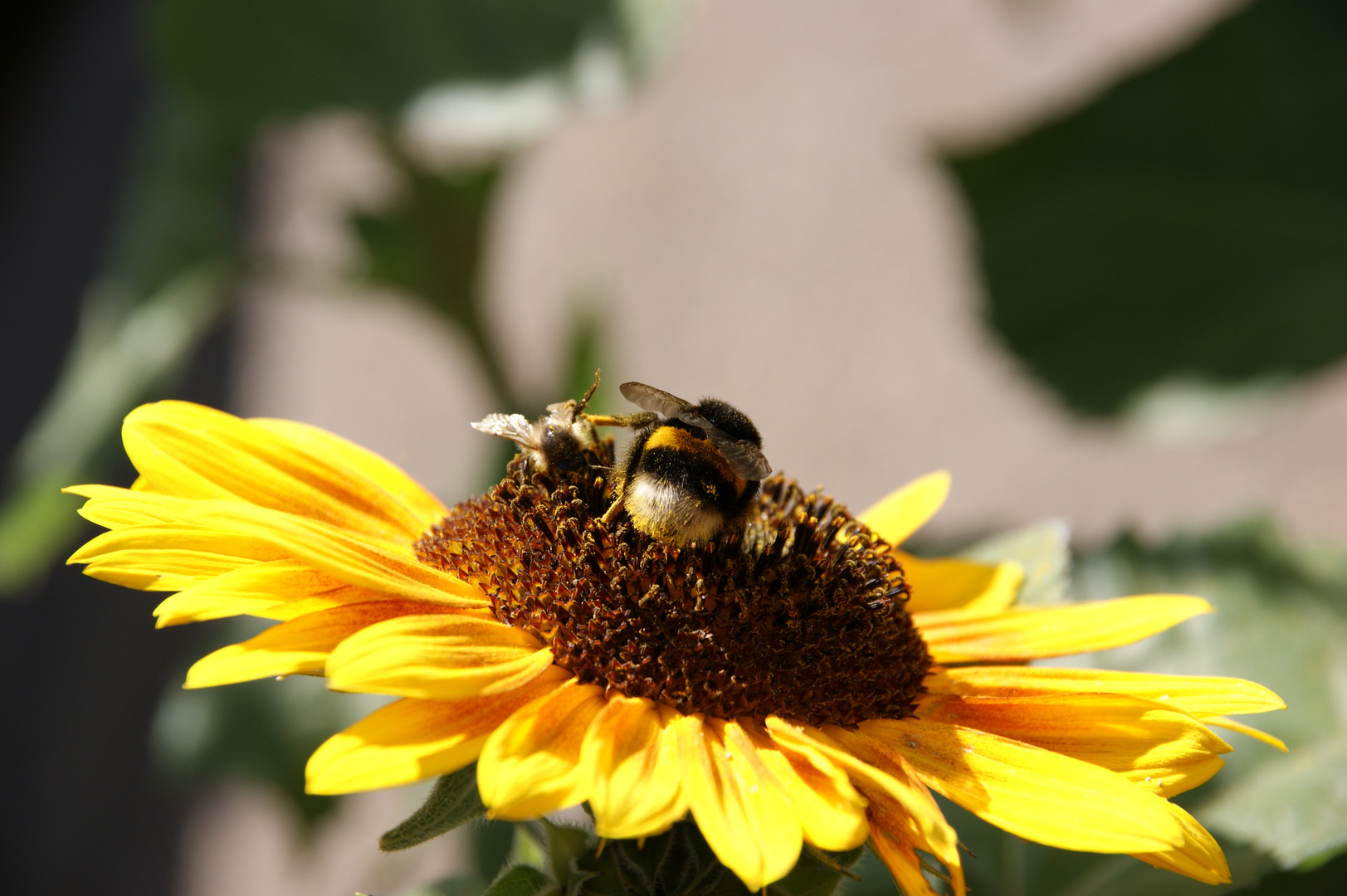 Hummel und Biene auf Sonnenblume