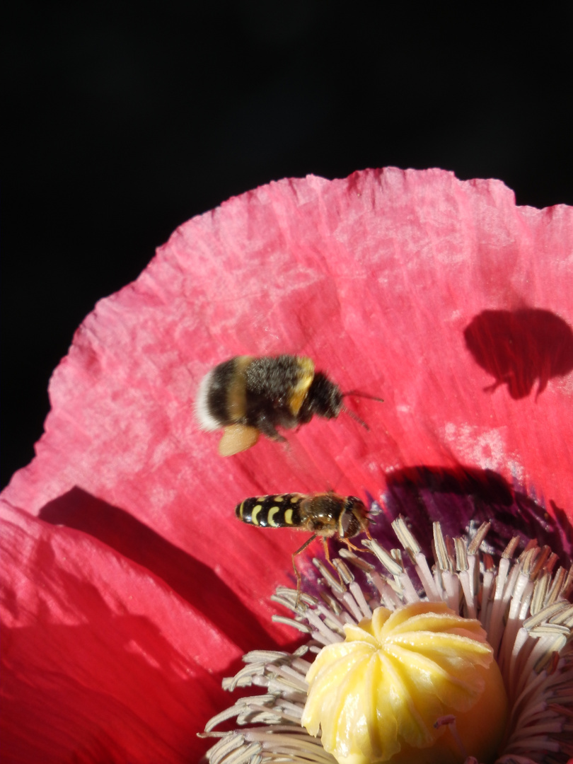 Hummel und Biene im Anflug