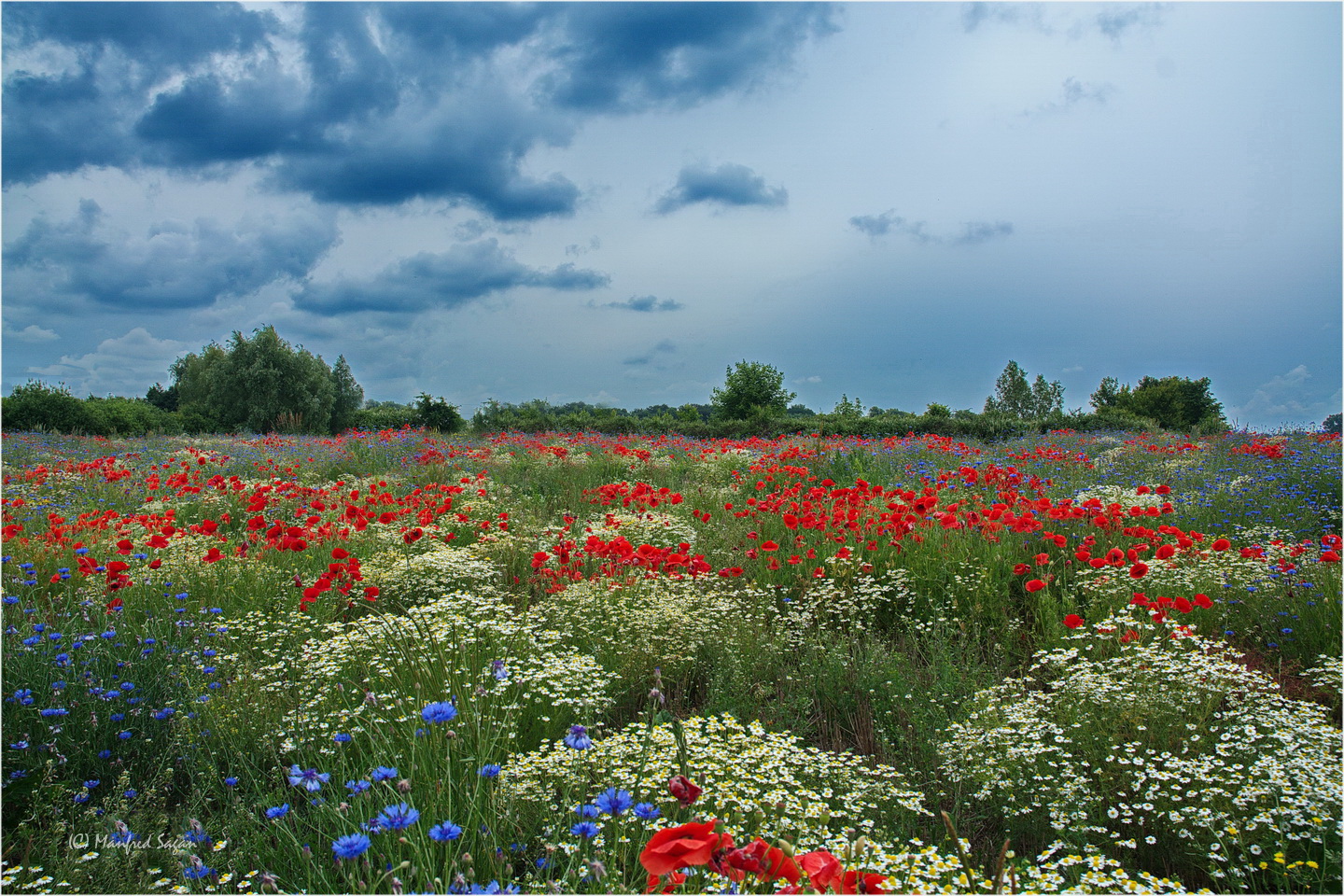 Hummel- und Bienen-Paradies