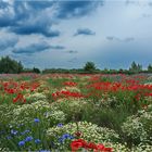 Hummel- und Bienen-Paradies