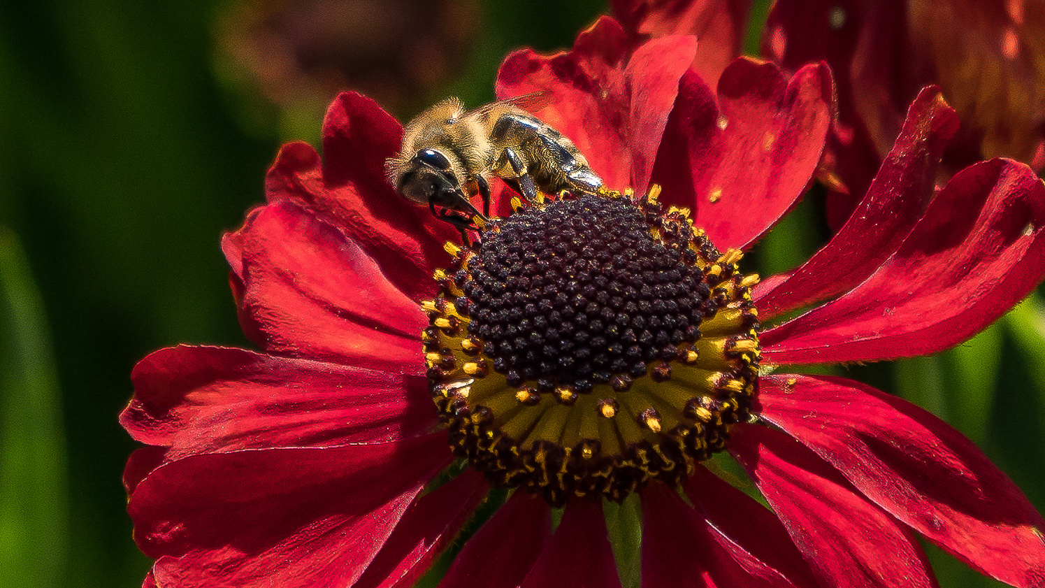 Hummel und Bienen Tour 2