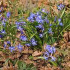 Hummel- und Bienenbesuch bei den Blausternchen