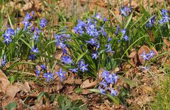 Hummel- und Bienenbesuch bei den Blausternchen