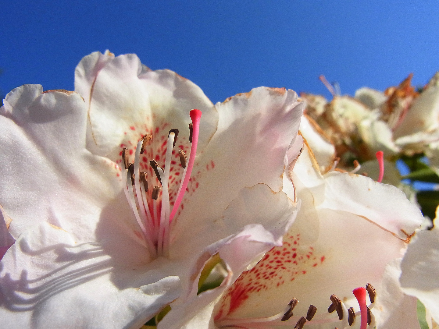 Hummel und Bienenparadies