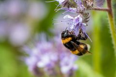 hummel und blüte