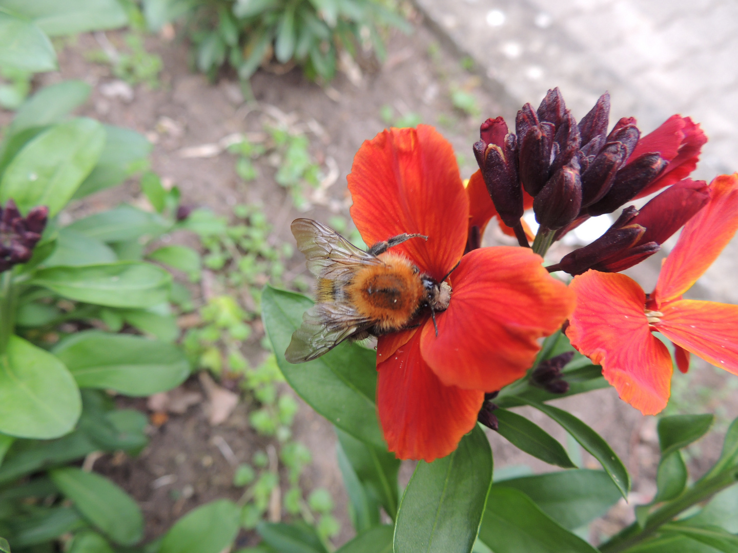 Hummel und Blume