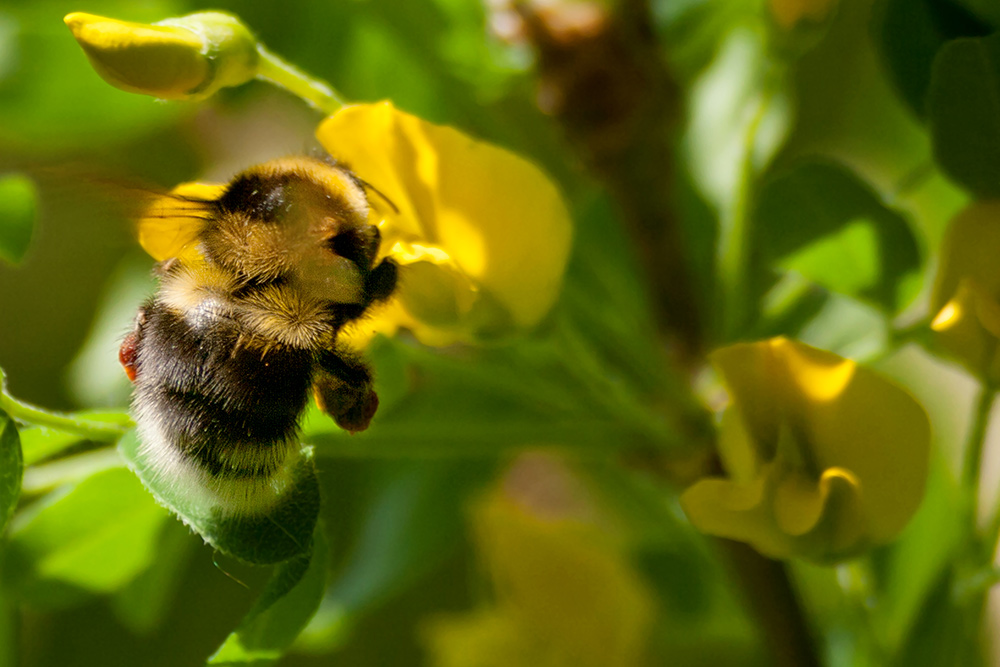 Hummel und Blume