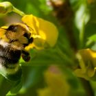 Hummel und Blume