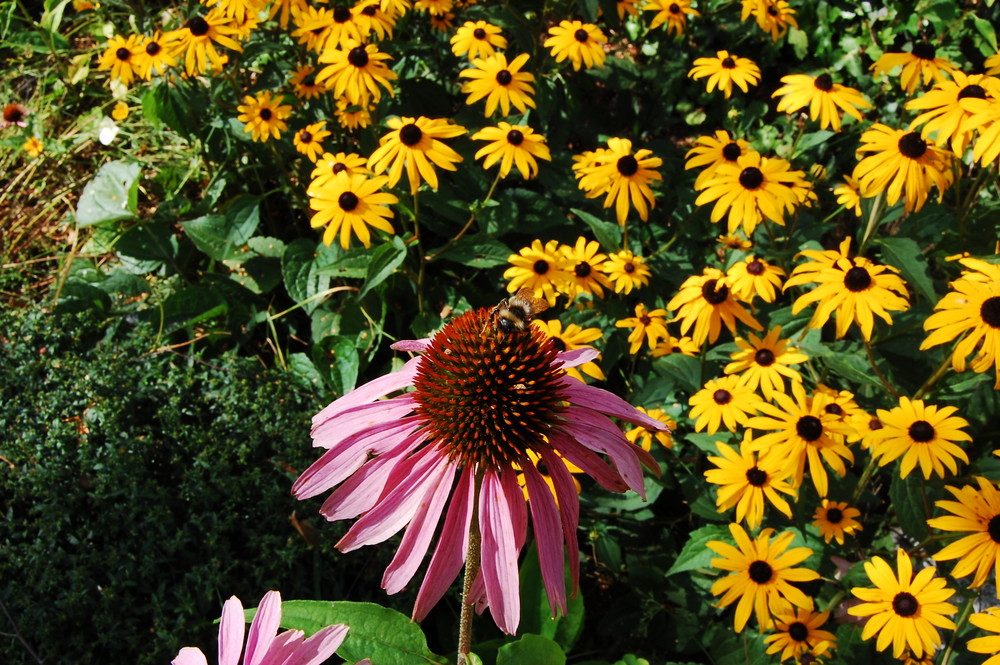 Hummel und Blumen