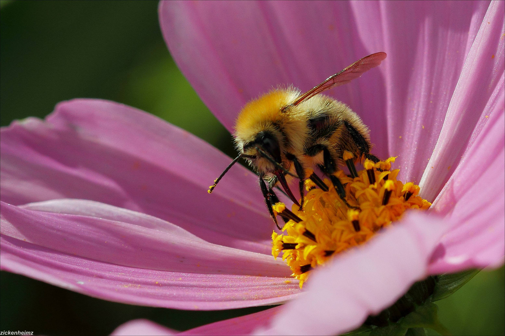 Hummel und Cosmea