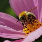 Hummel und Cosmea