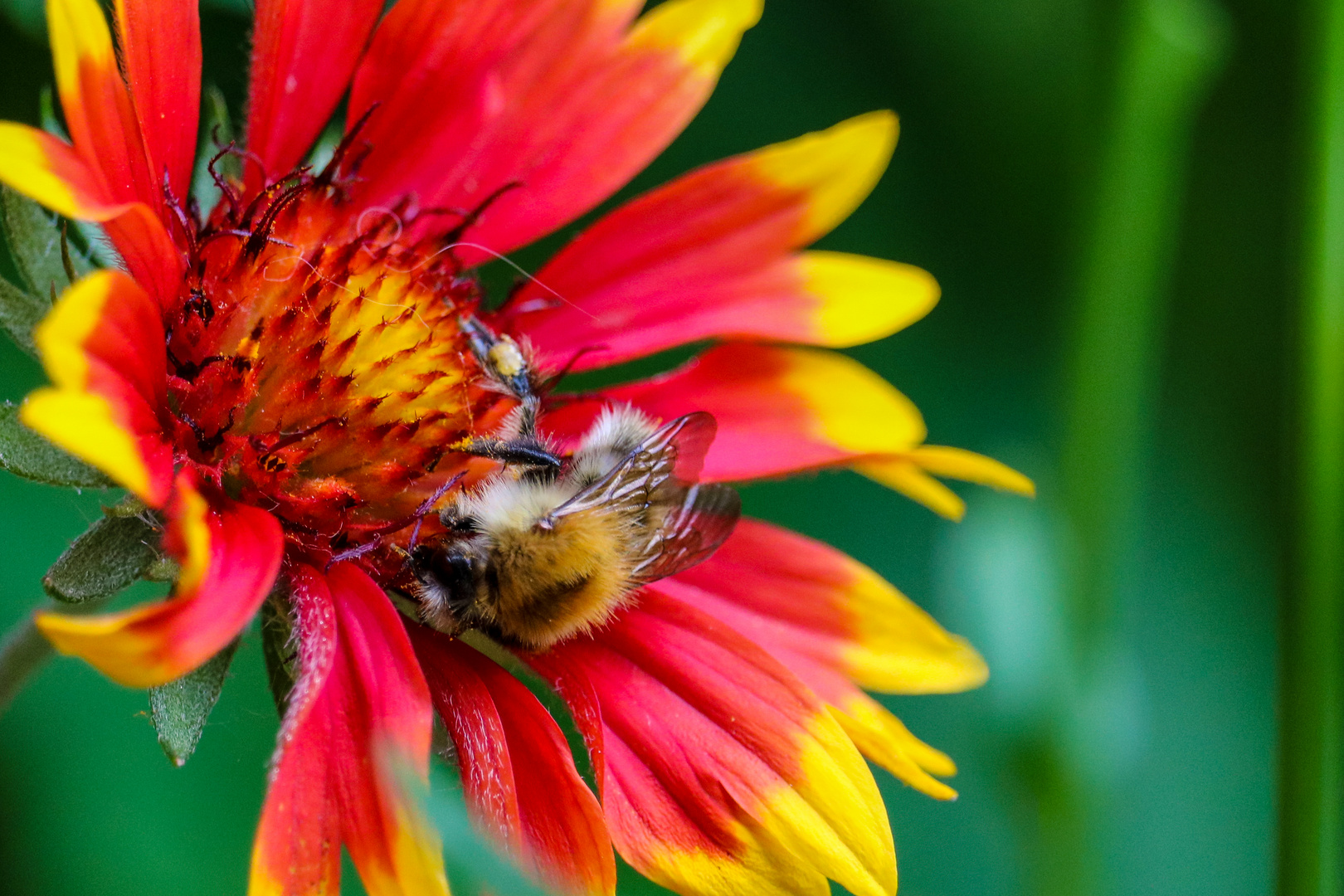 Hummel und Dahlie