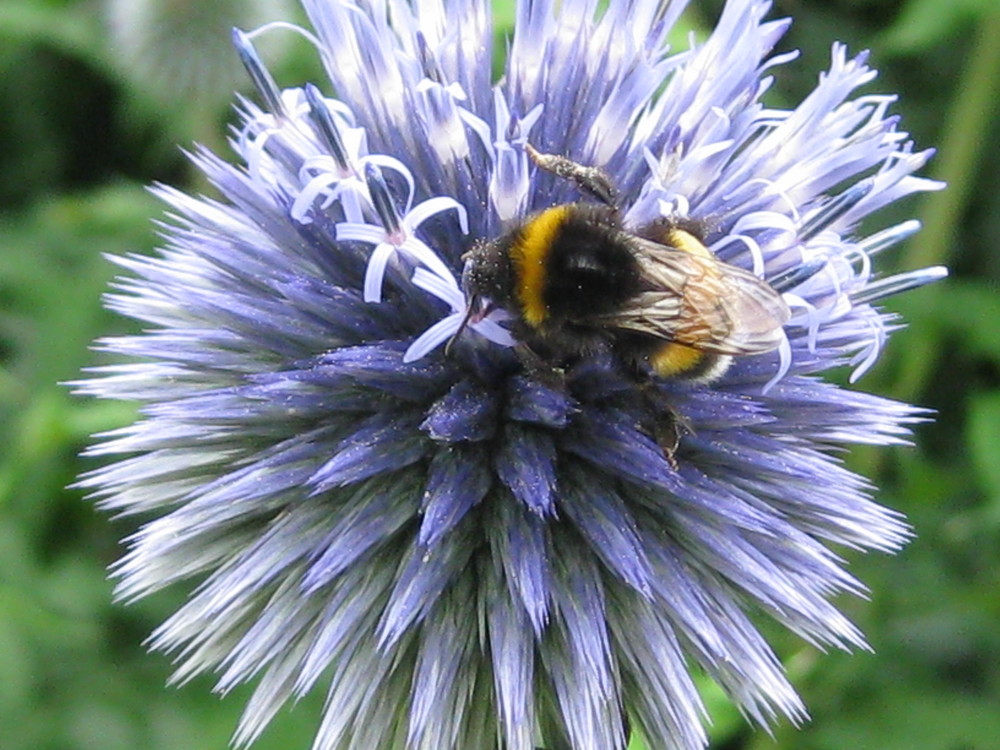 Hummel und Distel