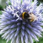 Hummel und Distel