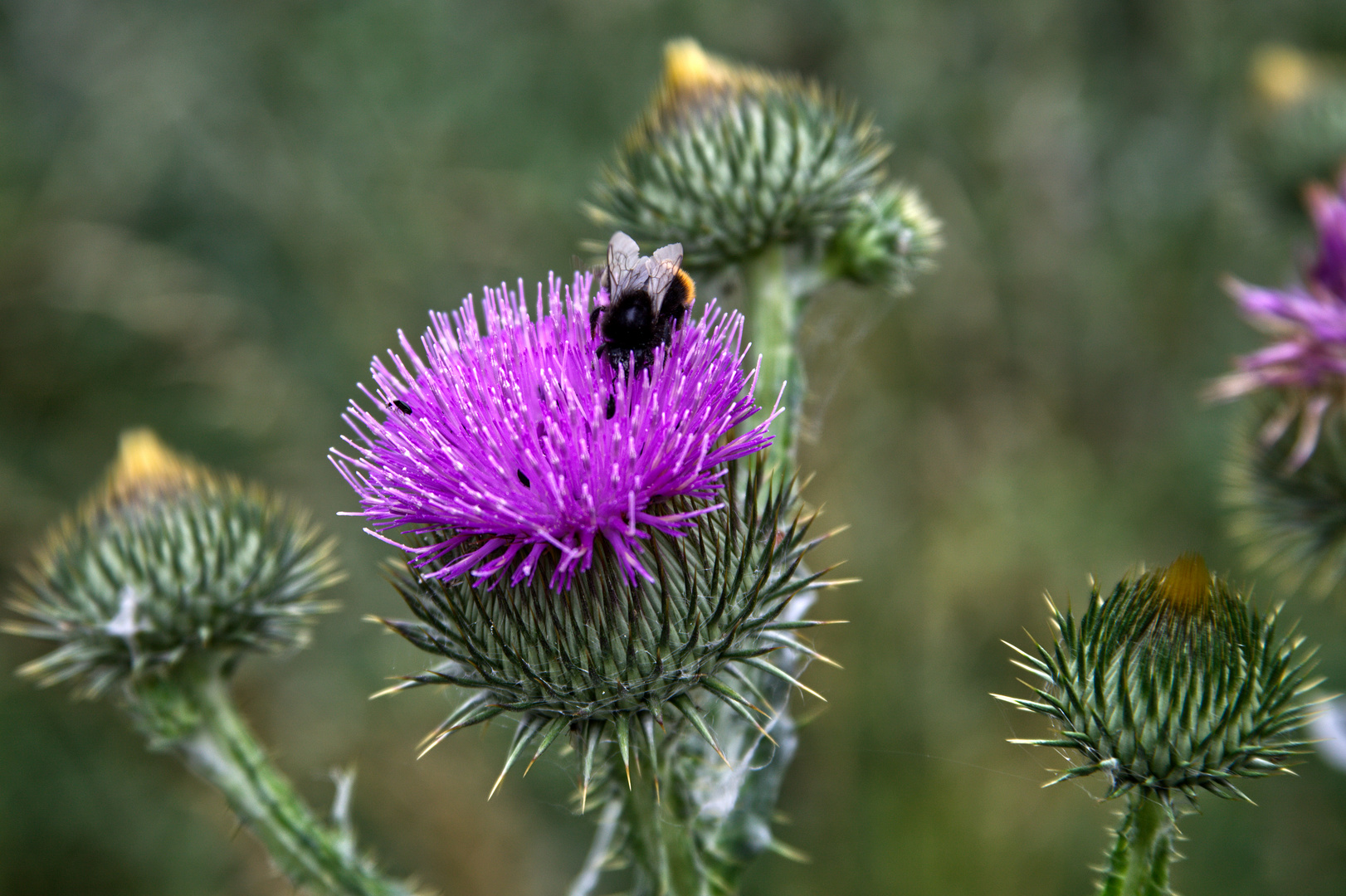 Hummel und Distel