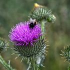 Hummel und Distel