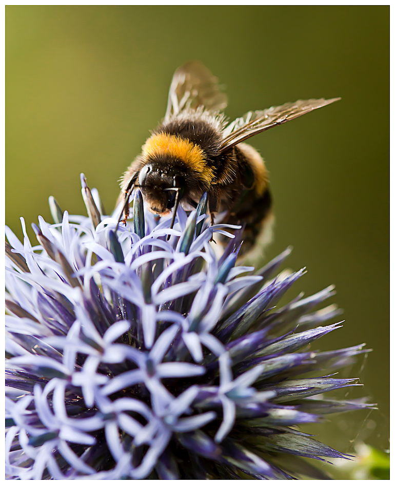 Hummel und Distel