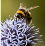 Hummel und Distel