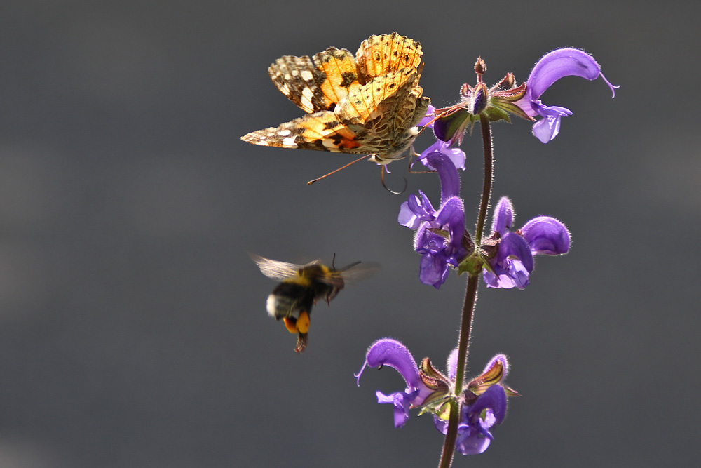 Hummel und Distelfalter 