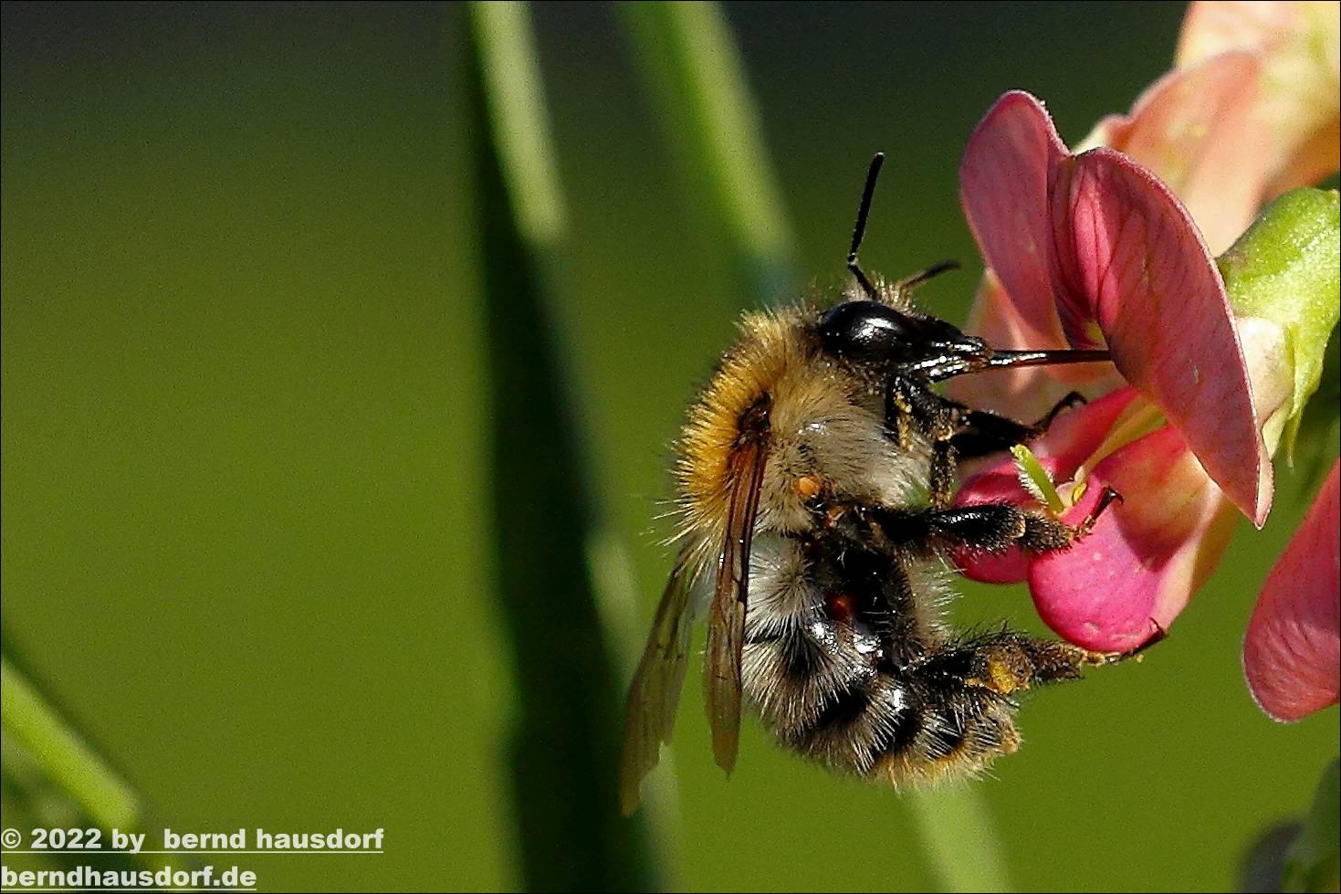 Hummel und Erbse