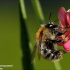 Hummel und Erbse