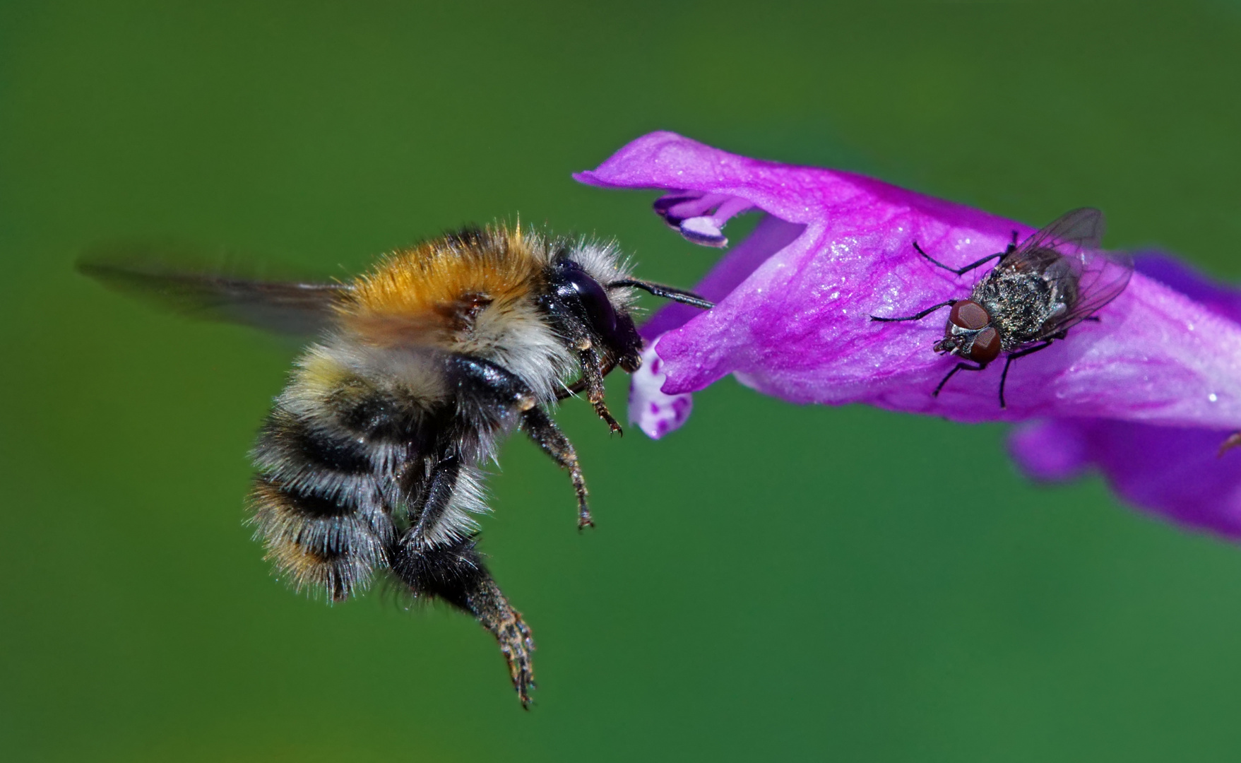 Hummel und Fliege