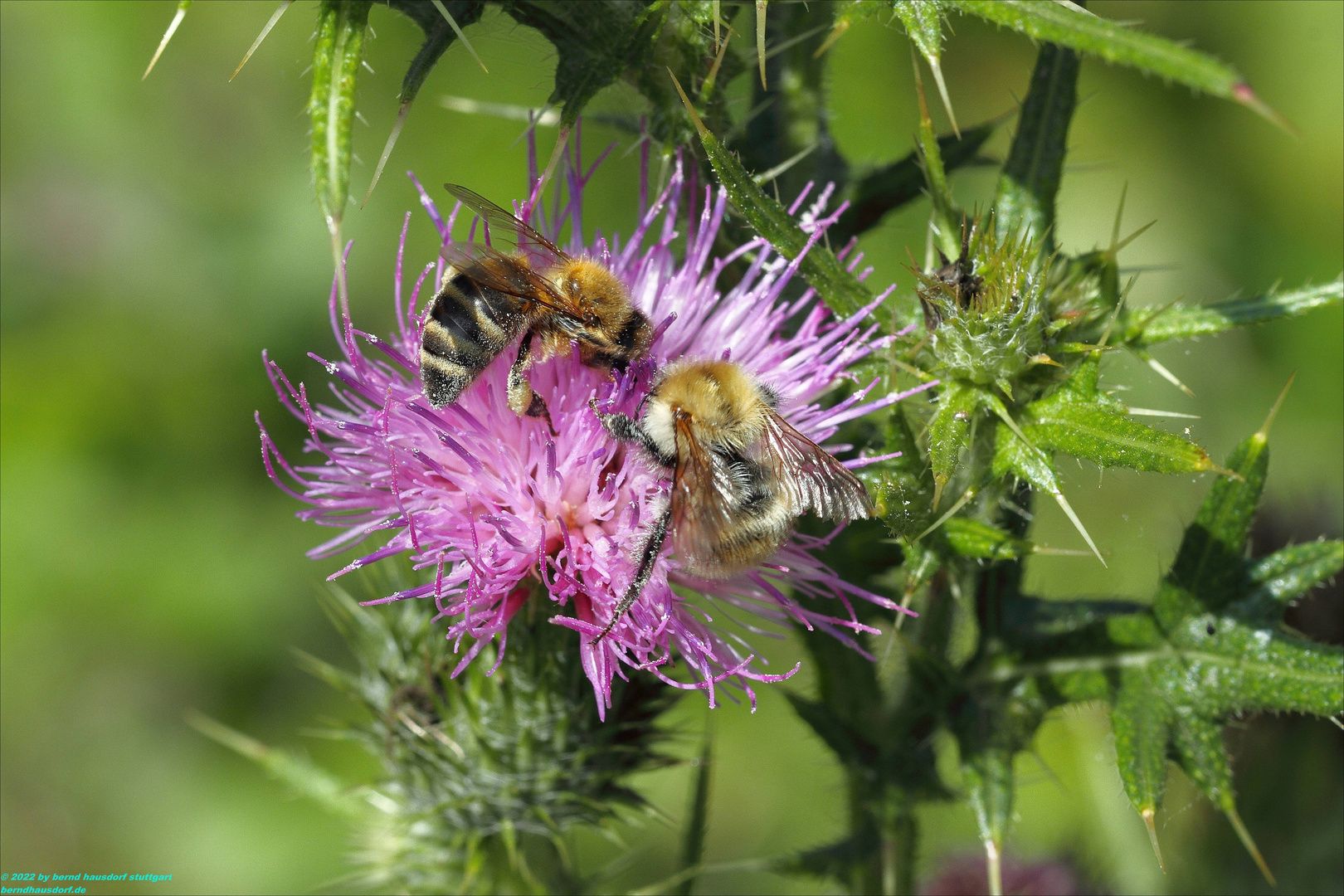 Hummel und Flockenblume