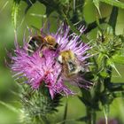 Hummel und Flockenblume