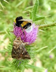 Hummel und Gammaeule 