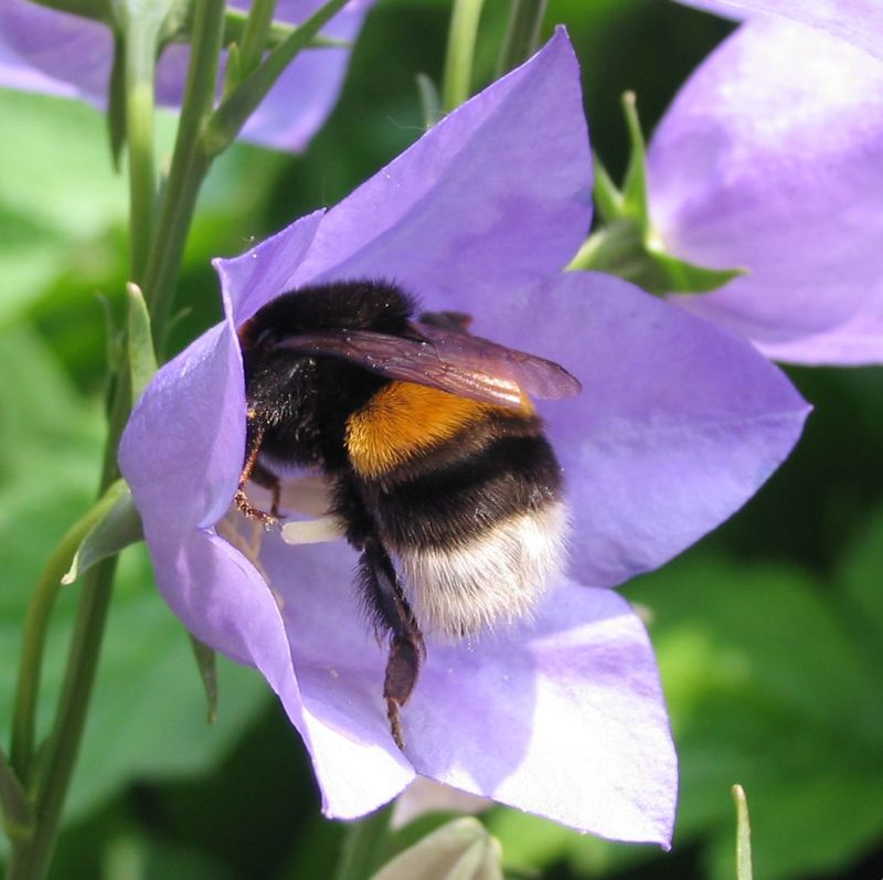 Hummel und Glockenblume