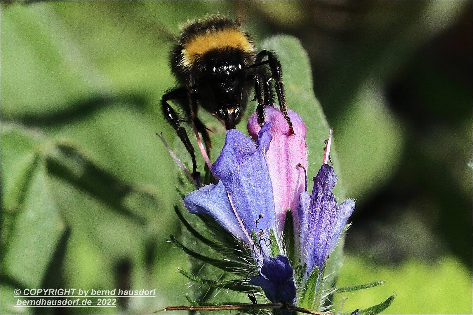 Hummel und gute Laune