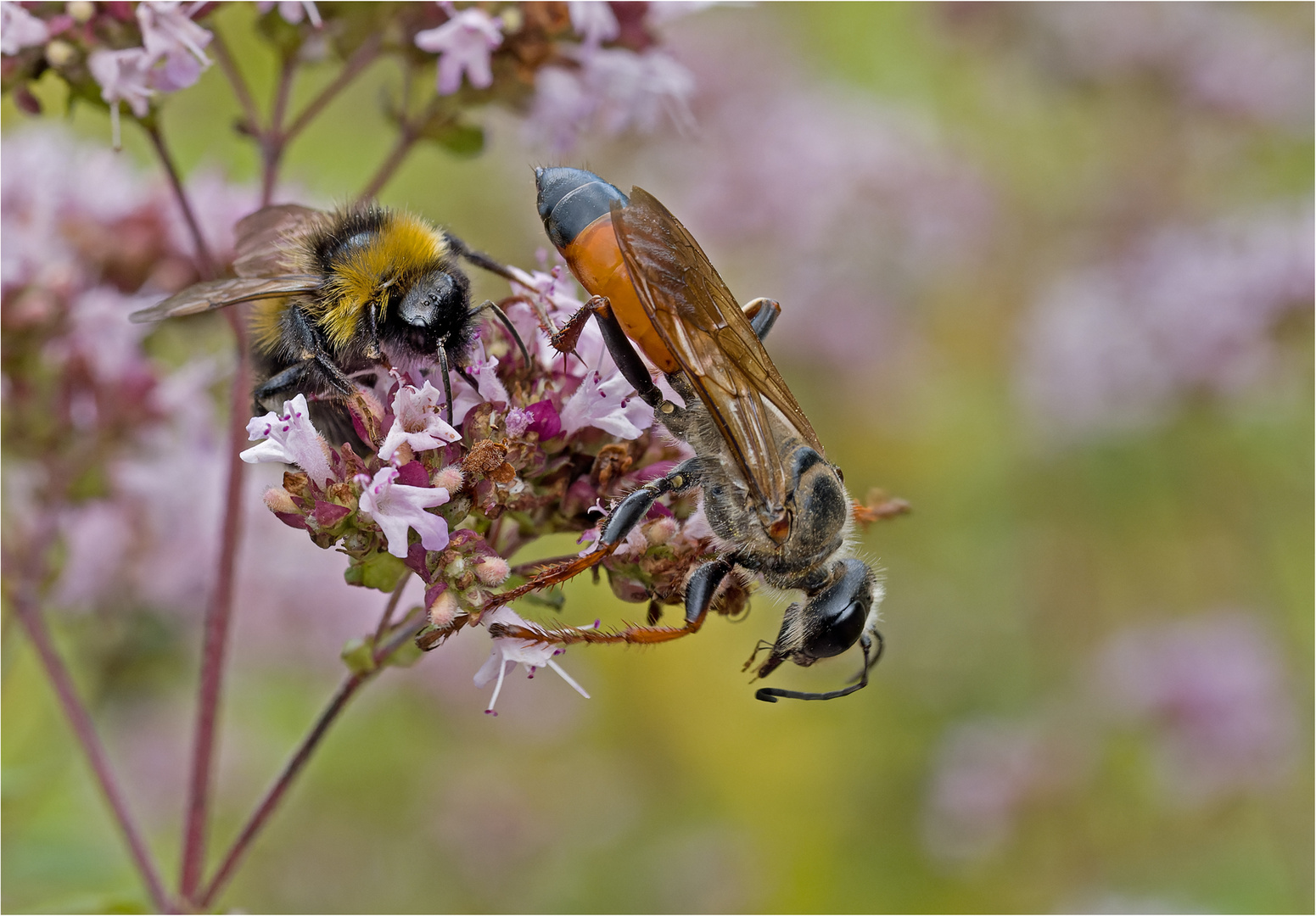 Hummel und Heuschreckensandwespe...