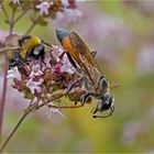 Hummel und Heuschreckensandwespe...