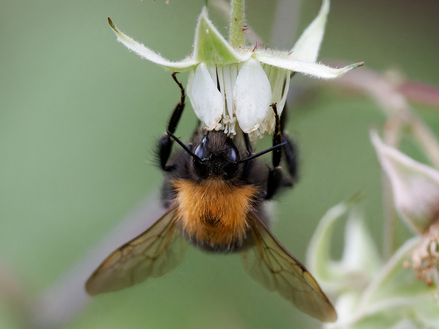 Hummel und Himbeerblüte