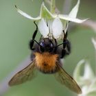 Hummel und Himbeerblüte