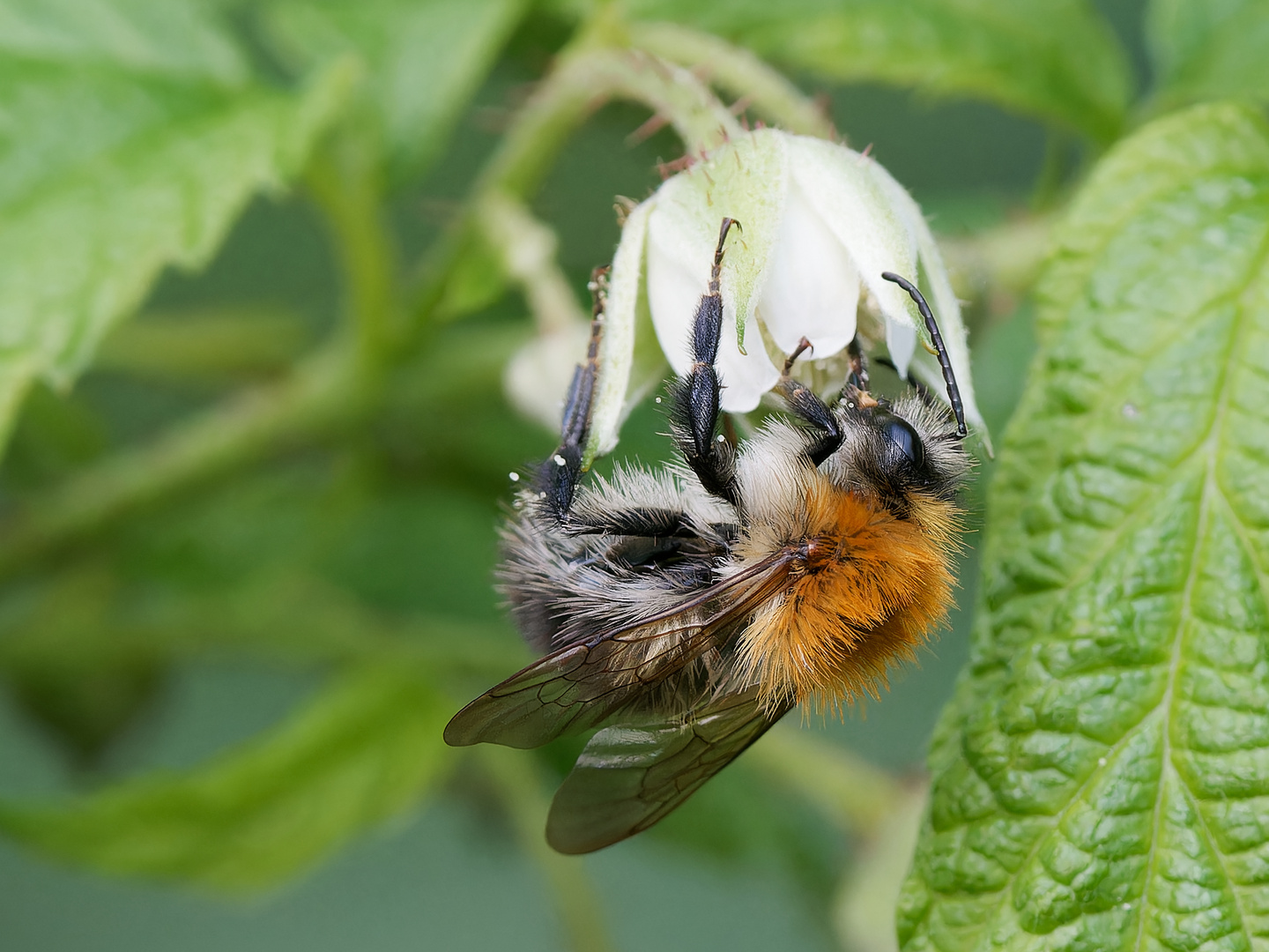 Hummel und Himbeerblüte 