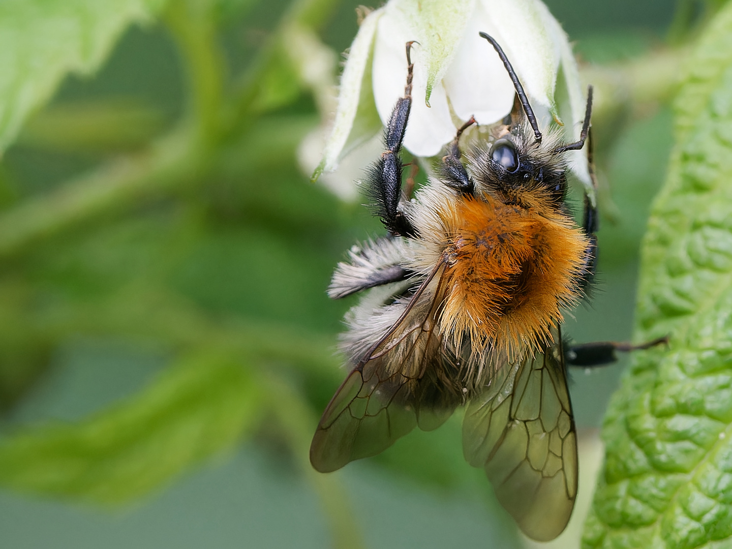 Hummel und Himbeerblüte ii