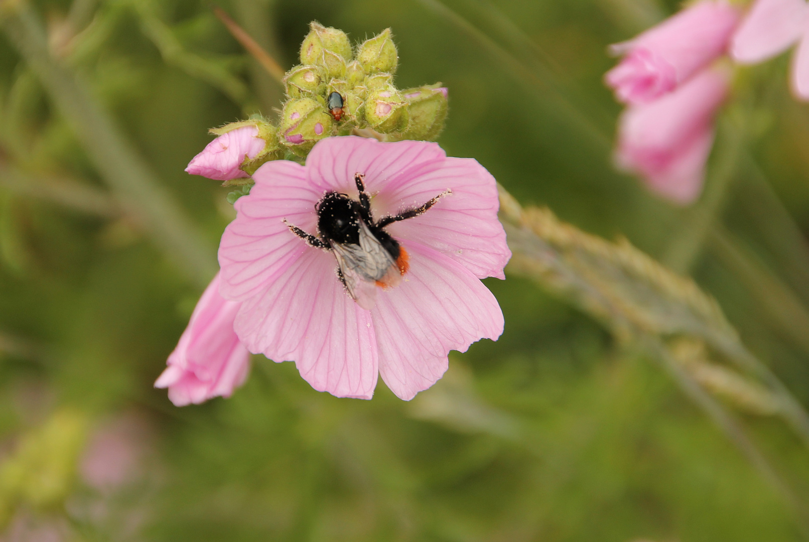 Hummel und Käfer