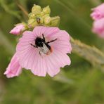 Hummel und Käfer