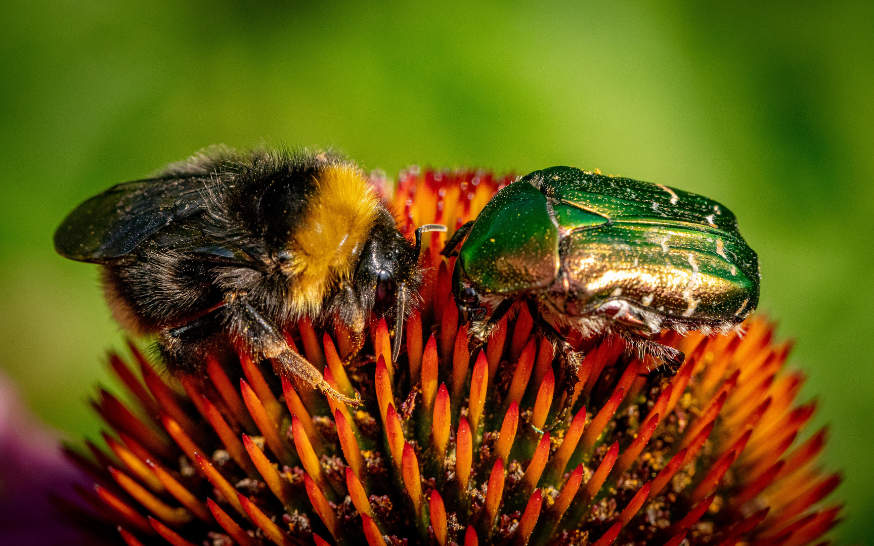 Hummel und Käfer auf Sonnenhut