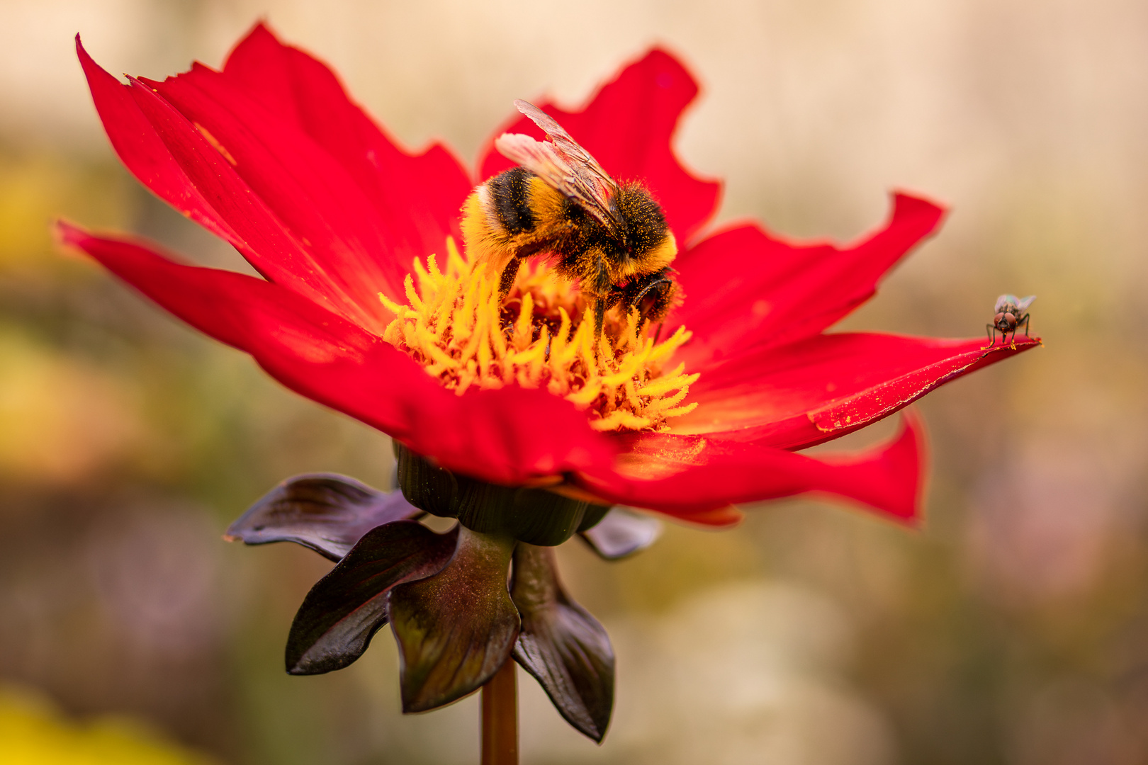 Hummel und kleine Fliege